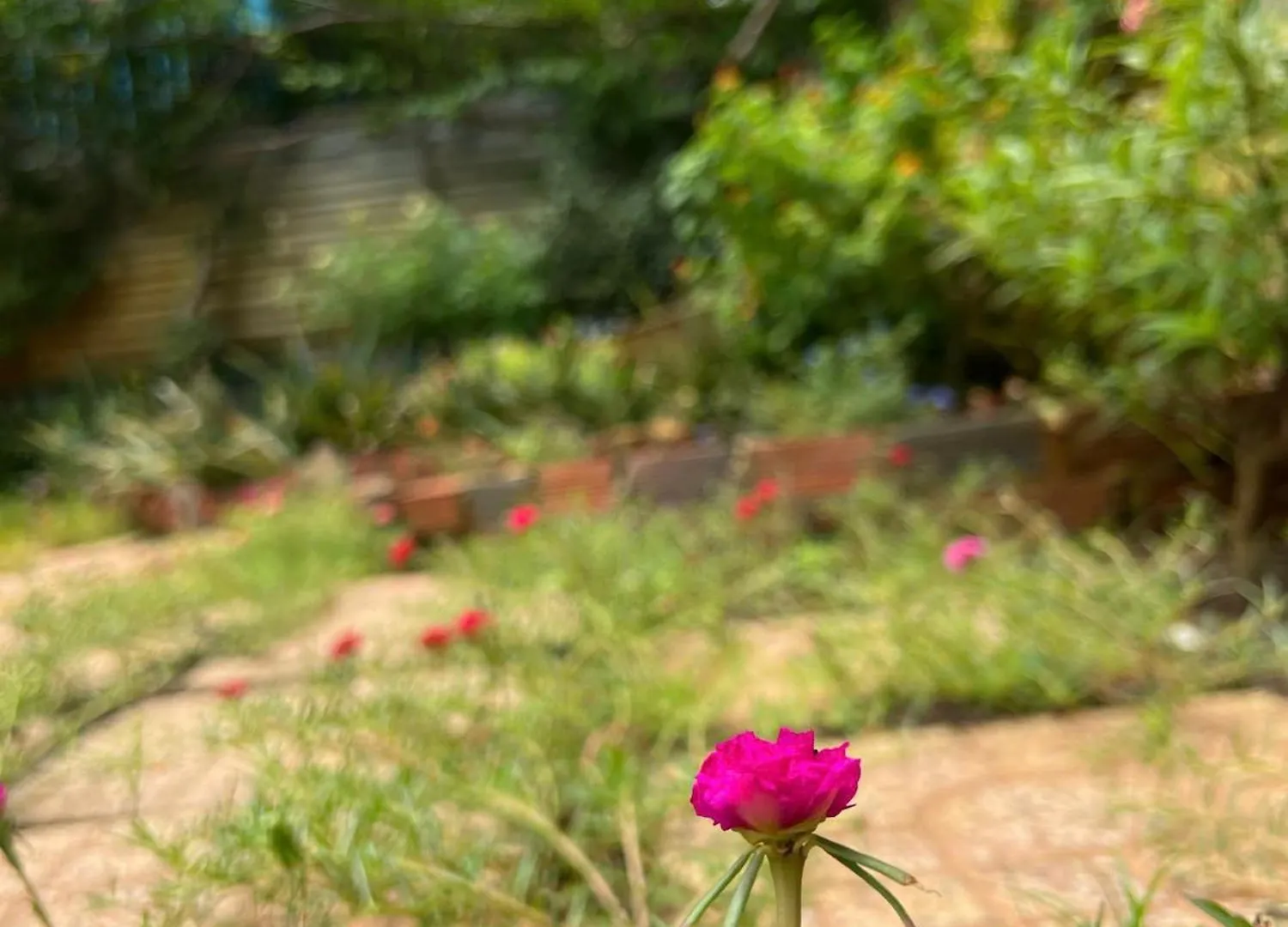 Bougainvillea Homestay 3Br - Lotus Pond - Cooking Class - Pool - Bbq Garden Vung Tau 0*,  Vietnam