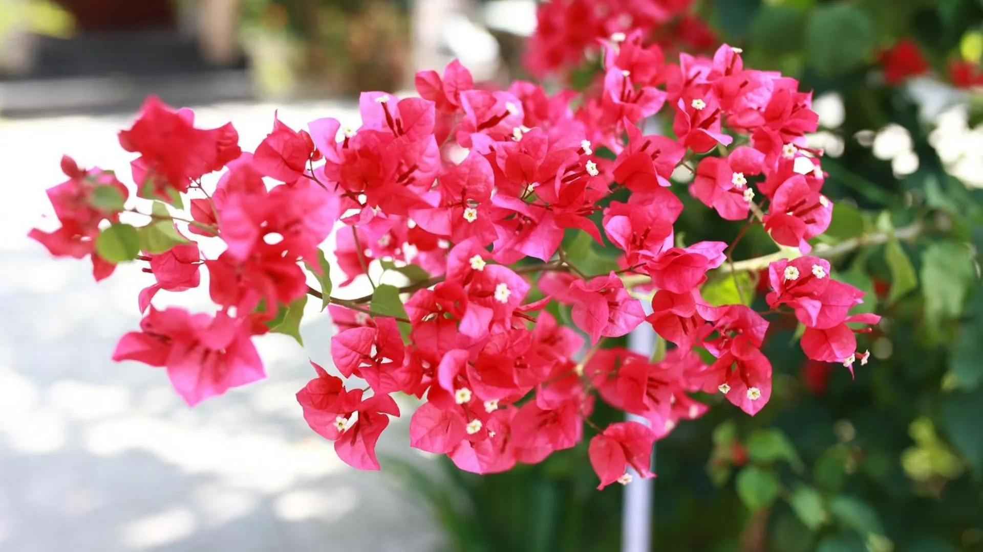 Holiday home Bougainvillea Homestay 3Br - Lotus Pond - Cooking Class - Pool - Bbq Garden Vung Tau