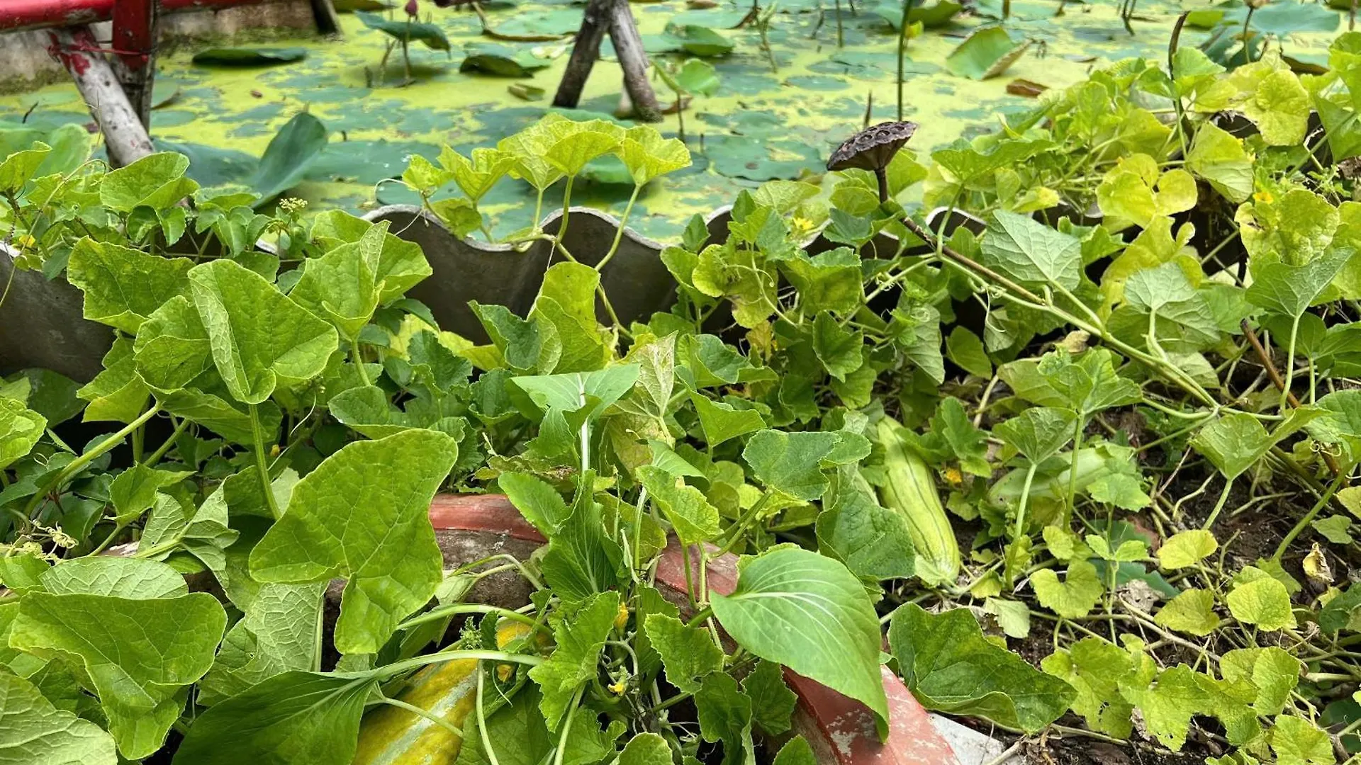 Bougainvillea Homestay 3Br - Lotus Pond - Cooking Class - Pool - Bbq Garden Vung Tau