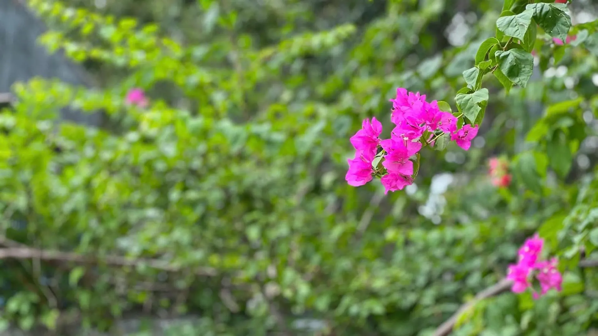 Holiday home Bougainvillea Homestay 3Br - Lotus Pond - Cooking Class - Pool - Bbq Garden Vung Tau